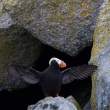 King Island