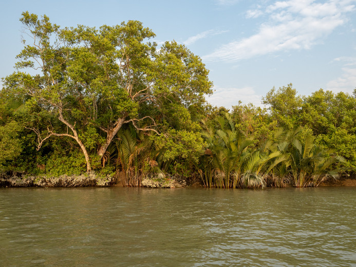 Trees_OM53149