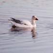 Snow geese