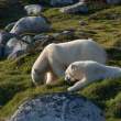 Polar Bears