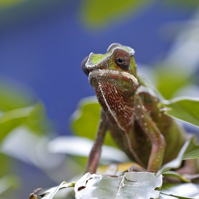 Chameleon