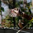 Mauritius Pink Pigeon
