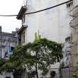 Tree in Stone Town