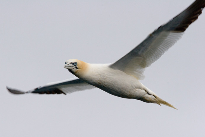 Gannet