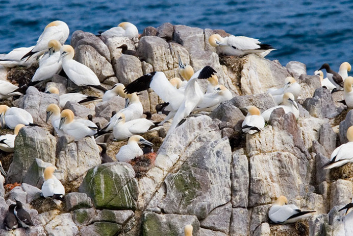 Gannet welcome home, Great Saltee Island, off the southeastern coast of Ireland