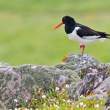 Oystercatcher, Great Saltee Island, off the southeastern coast of Ireland