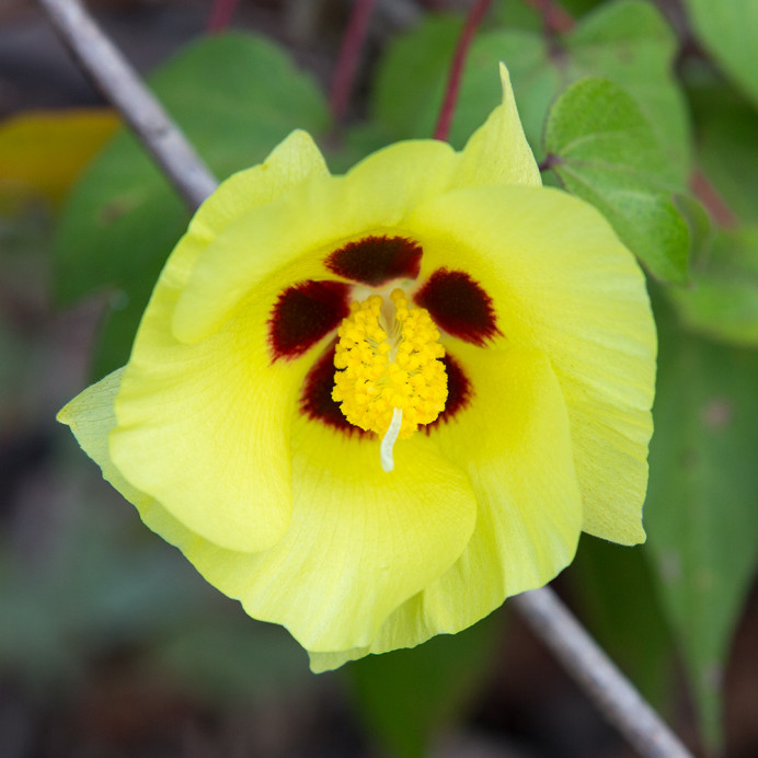 DarwinCottonBlossom_1D X8175