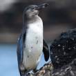 PenguinImm_1D X8709_1000