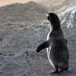 Penguin_dry_1D X7493